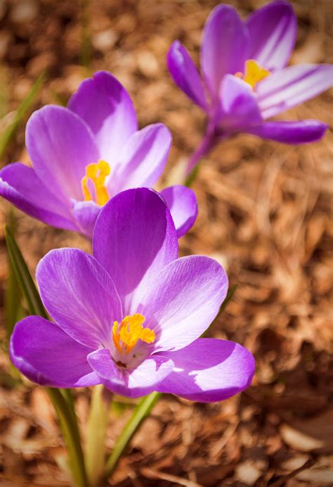 Purple Crocus Photograph By James Meyer Fine Art America