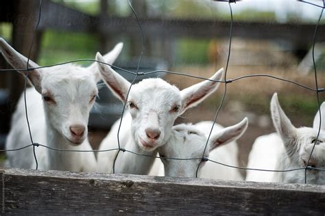 Row Of Young Goats Look Through Fence On A Farm By Stocksy