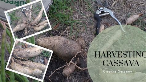 Growing Cassava Youtube