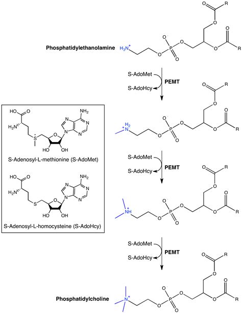 Phosphatidylethanolamine N-Methyltransferase