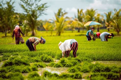 DA Naghahanda Na Sa Posibleng Epekto Ng Bagyong Mawar Sa Agri Sector