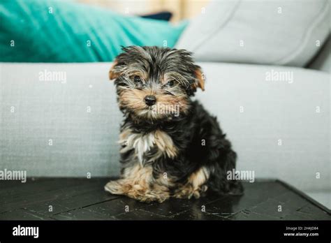 Full Grown Micro Teacup Yorkie