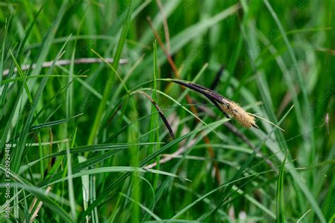 Schlank Segge Acute Sedge Slender Tufted Sedge Carex Acuta