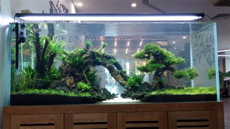 Bể Thủy Sinh Bố Cục Núi đá Bts02 Phạm Gia Aqua
