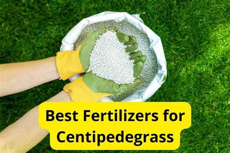 5 Best Lawn Fertilizers For Centipedegrass Of 2025 [reviews]