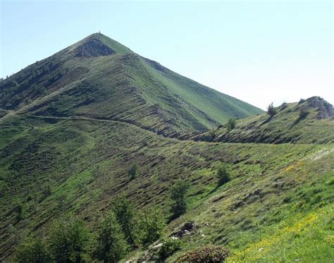 Qué es un MONTE: Características, Animales y Plantas