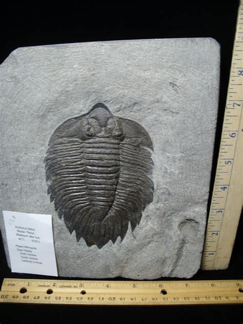 Arctinurus Trilobite 104121a SOLD The Stones Bones Collection