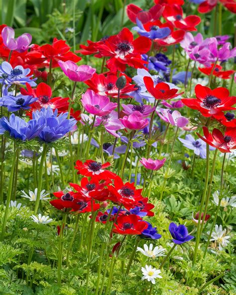 Anemone coronaria 'De Caen' bulbs — Buy online at Farmer Gracy UK