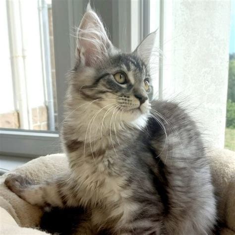 Chaton Maine Coon Loof Uncompagnon Fr