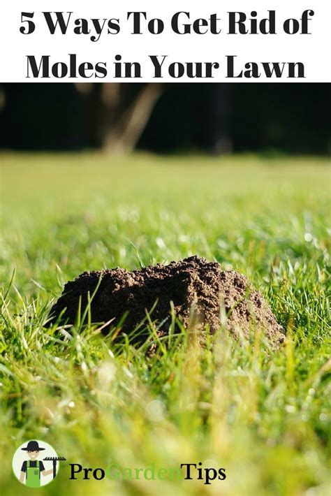 Don T Let Moles Destroy Your Carefully Manicured Lawn Here Are 5 Easy Ways To Get Rid Of Them