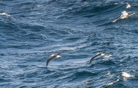 Black Browed Albatross Gliding Over Waves By Cape Horn Stock Photo