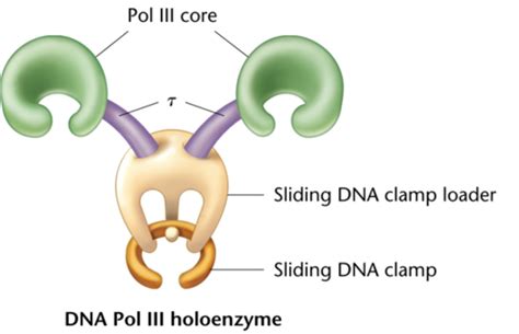 Exam III - Chapter 10 Flashcards | Quizlet 