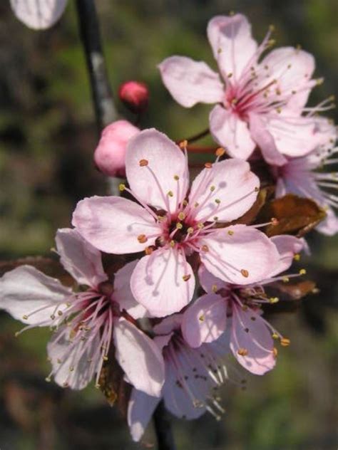 Prunus cerasifera Nigra - Andreasens Green