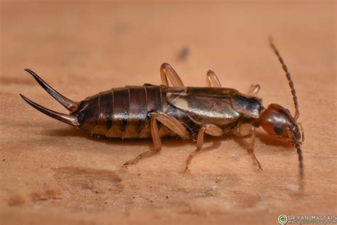 European Earwig Macro Photo