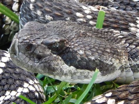 Mystery Of Californias Killer Rattlesnakes Solved Uq News The