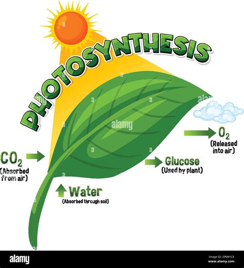 Diagram Of Photosynthesis For Biology And Life Science Education