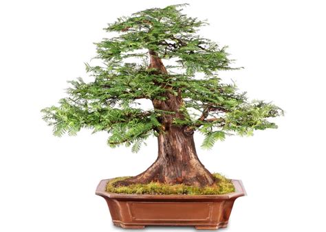 Dwarf Dawn Redwood Bonsai