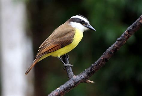 Foto Bem Te Vi Pitangus Sulphuratus Por Vagner Bordin Wiki Aves A