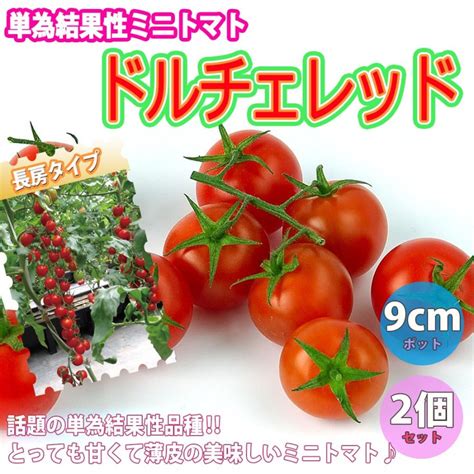 Itanse ミニトマトの苗 ドルチェ レッド 野菜苗 自根苗 9cmポット 2個セット 高糖度 薄皮 多収穫 新品種 送料無料 ミニトマト