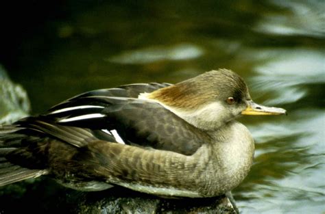 Free picture: hooded, merganser, hen, bird, lophodytes cucullatus