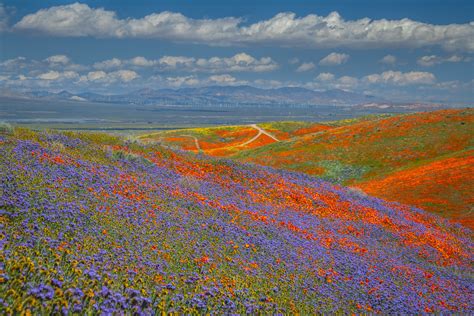 Antelope Valley California Poppy Reserve California Superb Flickr