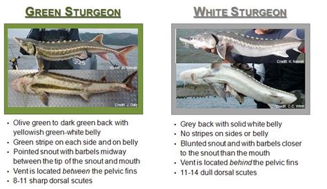 Green Sturgeon | NOAA Fisheries