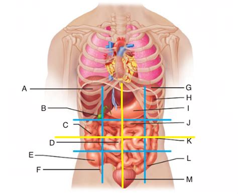 Abdominopelvic Regions Diagram Quizlet