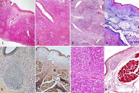 Figure 1 8 From Histology Histochemistry And Scanning Electron