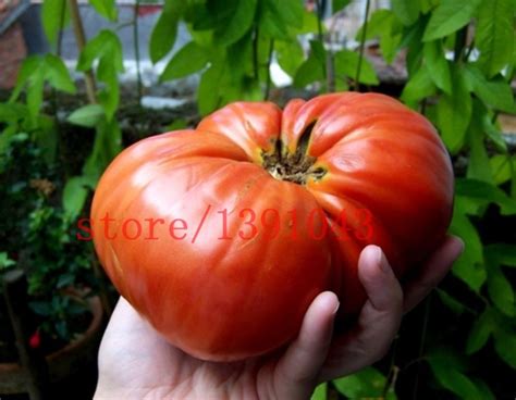 Pcs Heirloom Big Beef Tomato Seeds Bestseedsonline Free