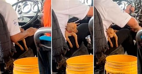 Chofer enternece las redes al trabajar acompañado de su perrito