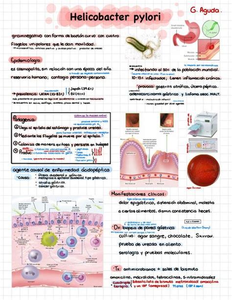 Helicobacter Pylori Alan Ivan Peñaloza Madrigal uDocz