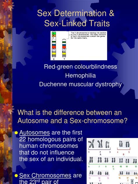 Sex Determination And Sex Linked Traits Pdf Dominance Genetics Genotype