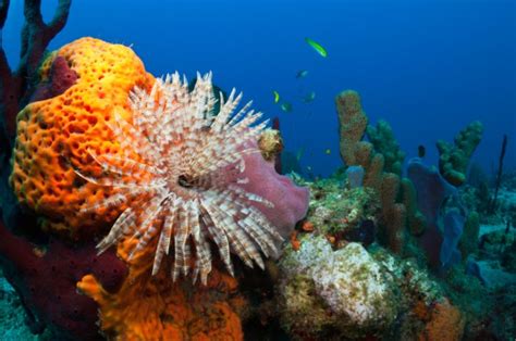 Caribbean Coral Reefs In Danger Of Collapse Practical Fishkeeping