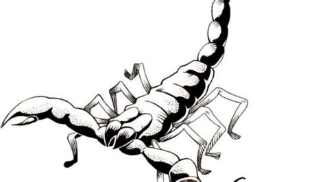 Realistic Scorpion Drawing at GetDrawings | Free download