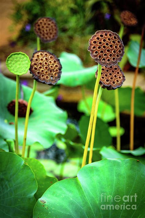 Lotus Plant - Lotus Seed Pods Photograph by Global Light Photography - Nicole Leffer - Pixels