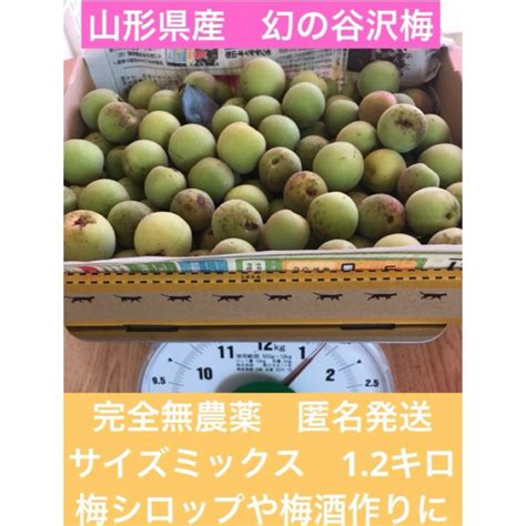 【匿名発送】山形県産谷沢梅 1キロ サイズミックス 無農薬 梅ジュース 梅酒の通販 By Rainy★s Shop｜ラクマ