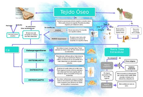 Mapa Conceptual Tejido Oseo Generalidades Estructuras Fibras Sexiz Pix