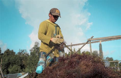 Dampak Berganda Budidaya Rumput Laut Di Nunukan BLU LPMUKP