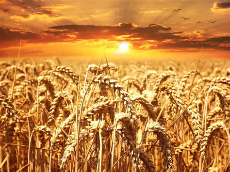 Lammas Honoring The Grain Ritual The Gypsy Thread