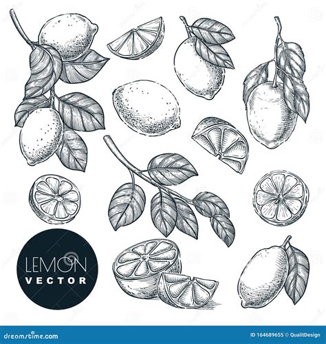 Lemon Citrus Tropical Fruits Set Hand Drawn Sketch Vector Illustration Citric Isolated Design