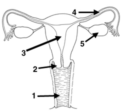 Print Map Quiz Aparato Reproductor Femenino Sociolog A Primaria