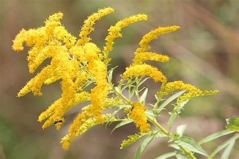 Aliens Im Garten Invasive Neophyten