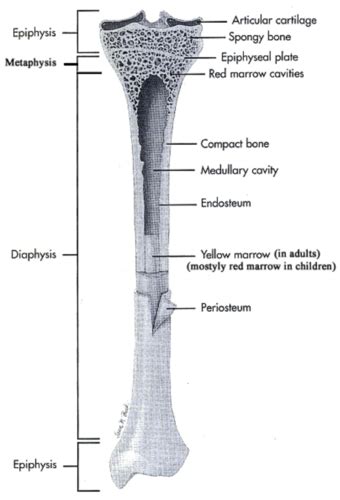 Bone Tumors Flashcards | Quizlet