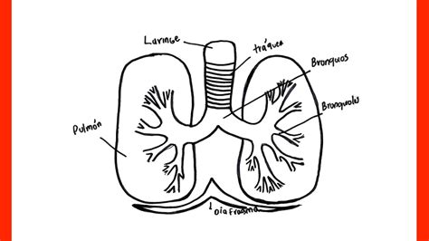 Como Dibujar El Sistema Digestivo Paso A Paso Y Muy Facil Dibujos Para