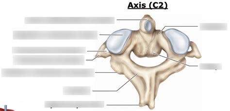 Lab 4 Cervical Vertebrae Axis C2 Diagram Quizlet