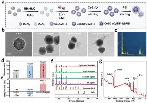 Synthesis And Characterization Of Ce6 CaO2 ZIF8 PEI NPs A Schematic