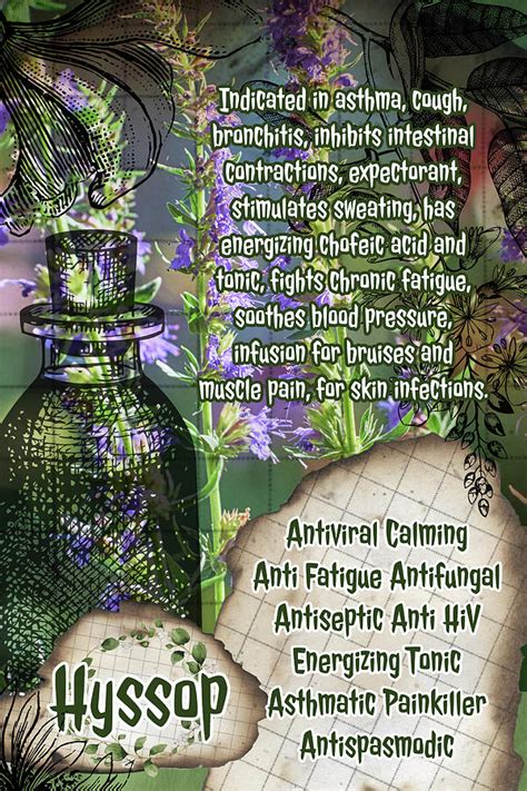 Hyssop Vintage Herbalist Page Photograph By Ana Naturist Pixels