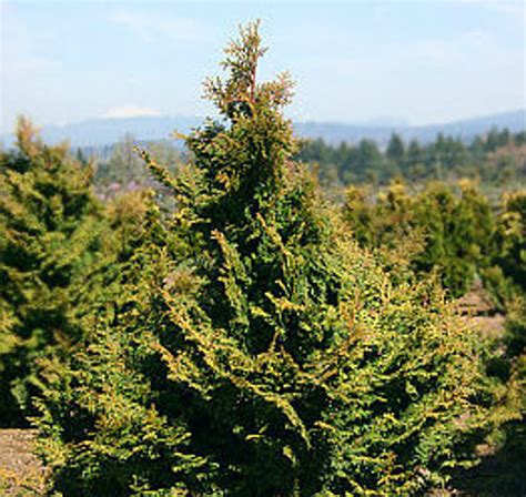 Chamaecyparis Obtusa Kosteri Dwarf Japanese Hinoki Cypress Kigi Nursery