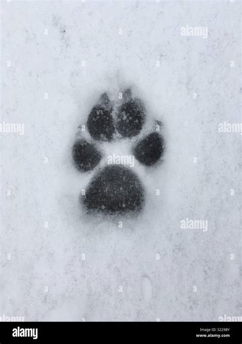 Dog footprint in snow Stock Photo - Alamy