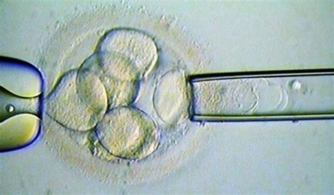 Un científico chino asegura haber creado los primeros bebés modificados